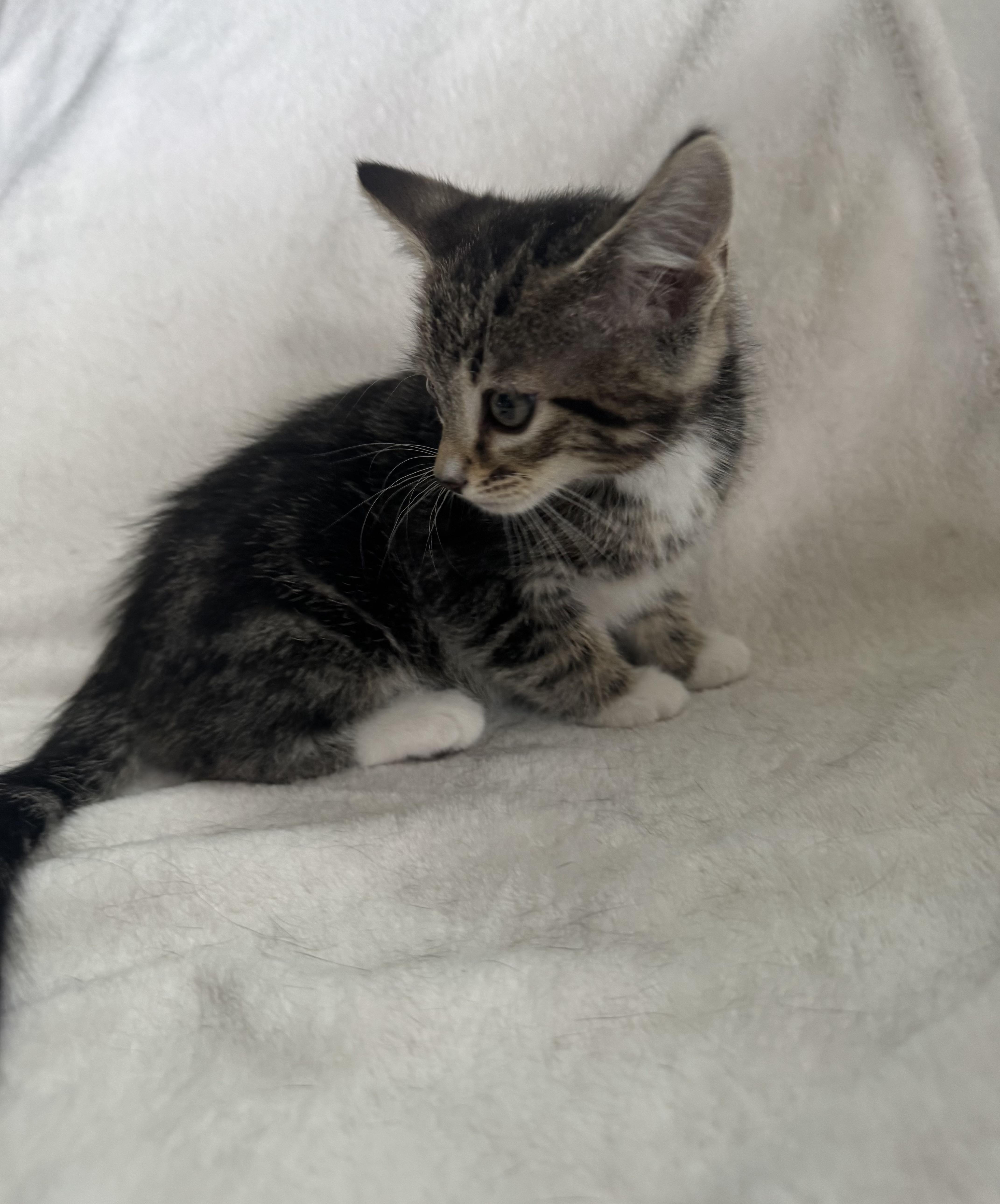 Scottie & Birdie thumbnail 4