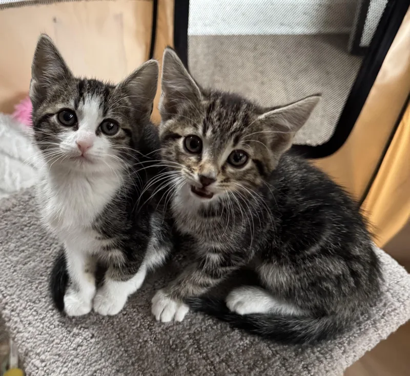 Scottie & Birdie thumbnail 5