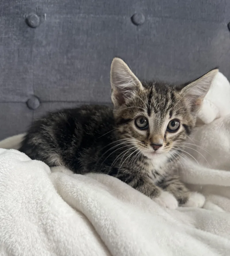 A baby medium-sized male Domestic Short Hair cat named Scottie & Birdie for adoption in Ephrata, WA