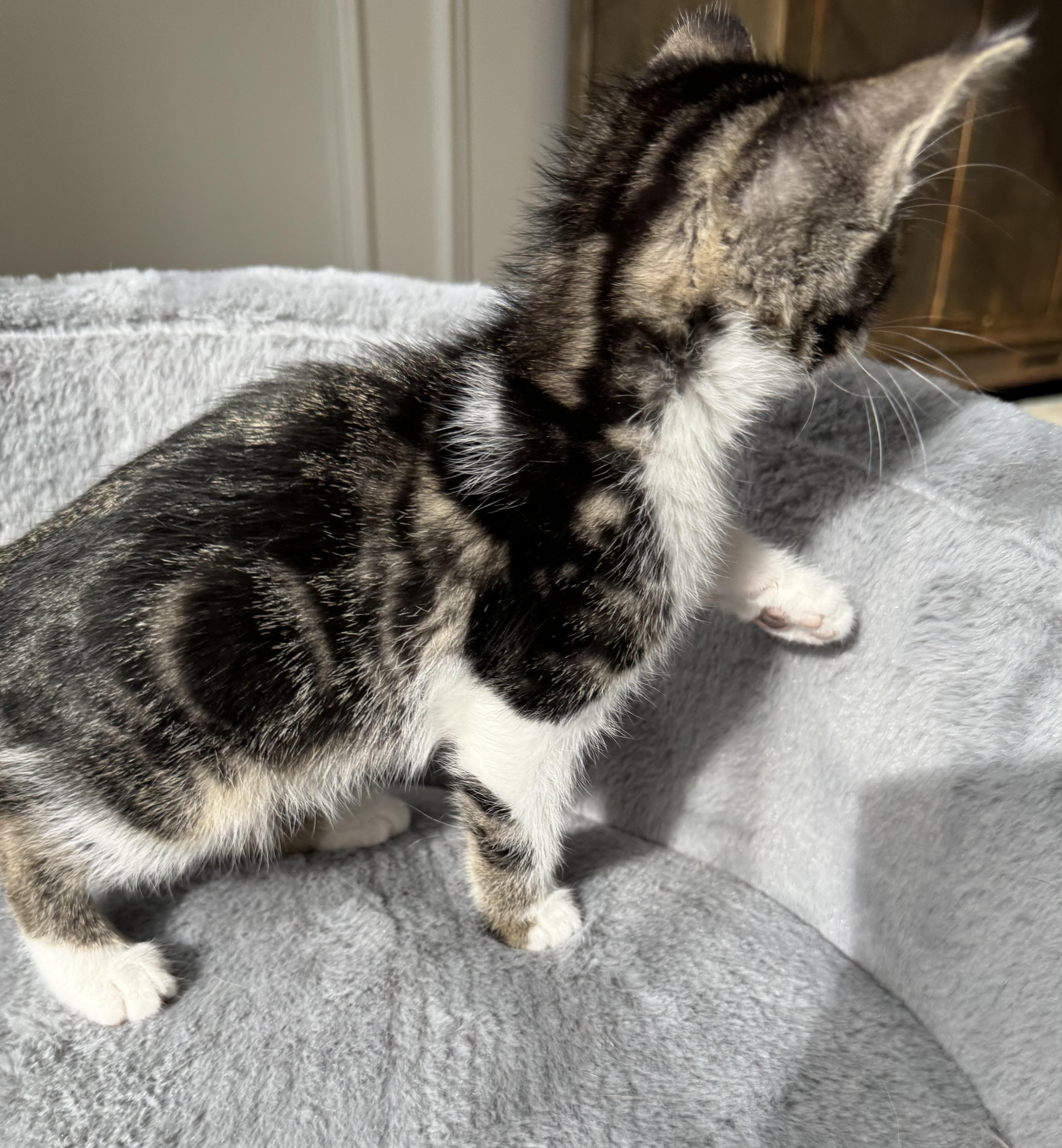 Scottie & Birdie thumbnail 6