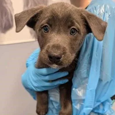 Zebra Cake thumbnail 2