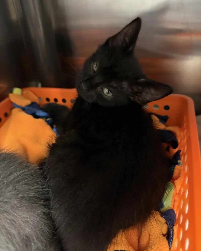 A baby medium-sized female Black Domestic Short Hair cat named Ramona for adoption in Lombard, IL