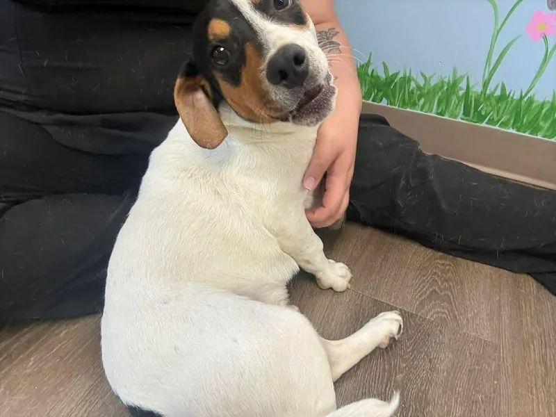 A baby medium-sized male Hound dog named John John for adoption in Lavonia, GA