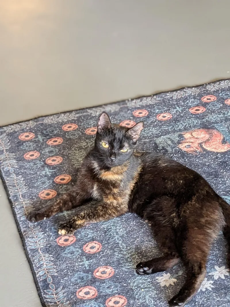 An adult medium-sized female Domestic Short Hair cat named Midnight for adoption in Burlington, VT