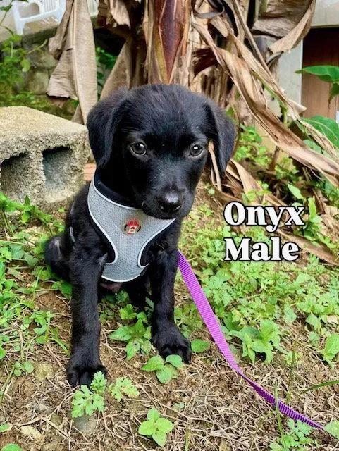 A baby medium-sized male Labrador Retriever dog named Onyx for adoption in Lake Hopatcong, NJ