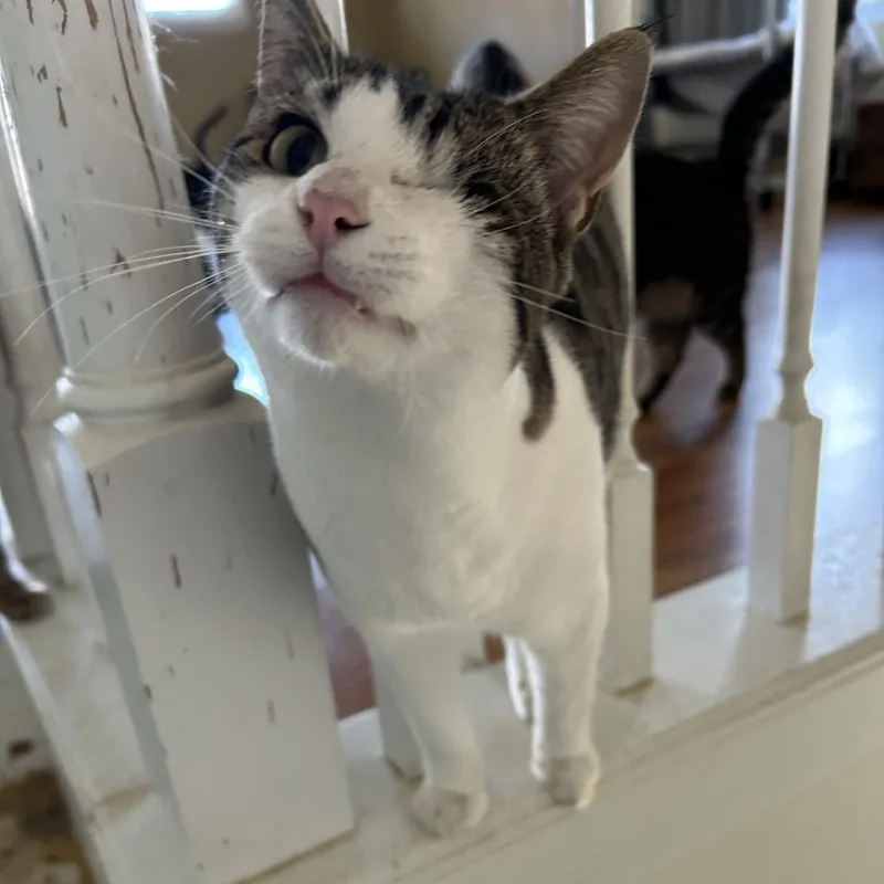 Stevie Ray thumbnail 2