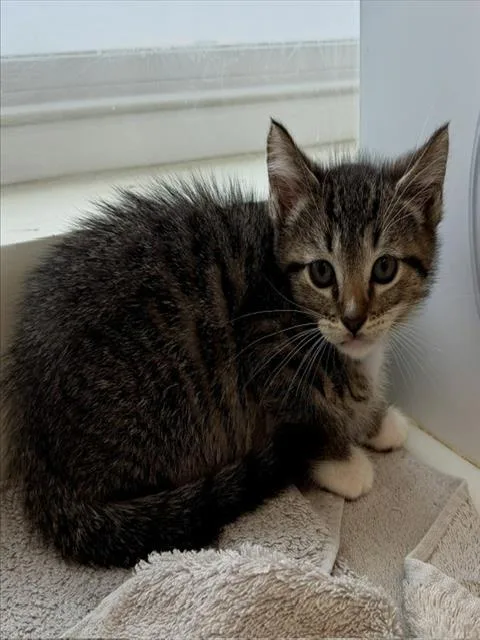 A baby small-sized male Domestic Short Hair cat named Sherlock for adoption in Camarillo, CA