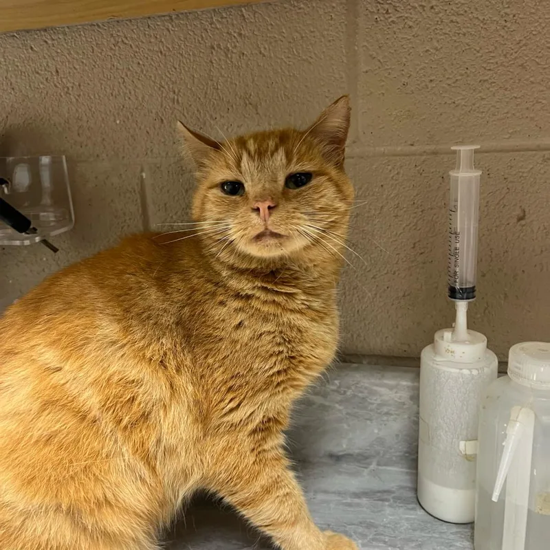 A senior large-sized male Orange / Red Domestic Medium Hair cat named Seasalt for adoption in Lewisburg, WV
