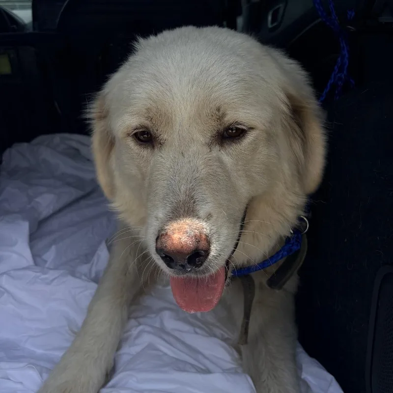 An adult large-sized female White / Cream Great Pyrenees dog named Mabel for adoption in Indiantown, FL