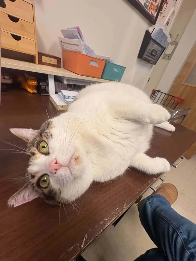 An adult large-sized female Domestic Short Hair cat named Martha for adoption in Lock Haven, PA