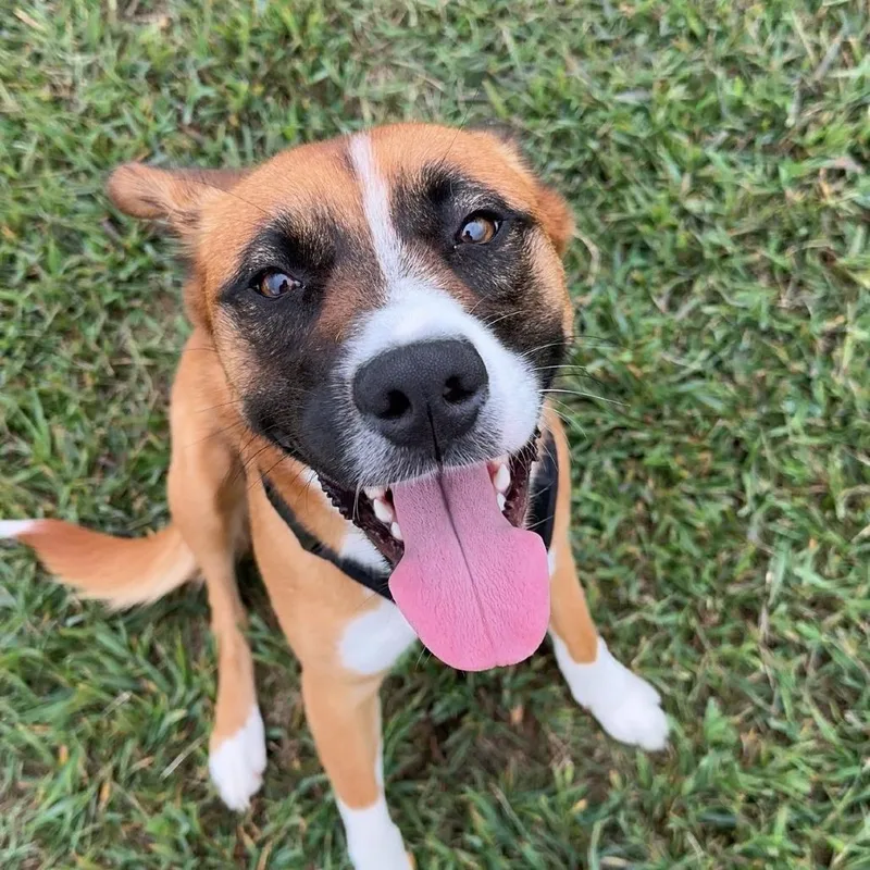 An adult medium-sized female Yellow / Tan / Blond / Fawn Cattle Dog dog named Athena for adoption in Harrisonburg, VA