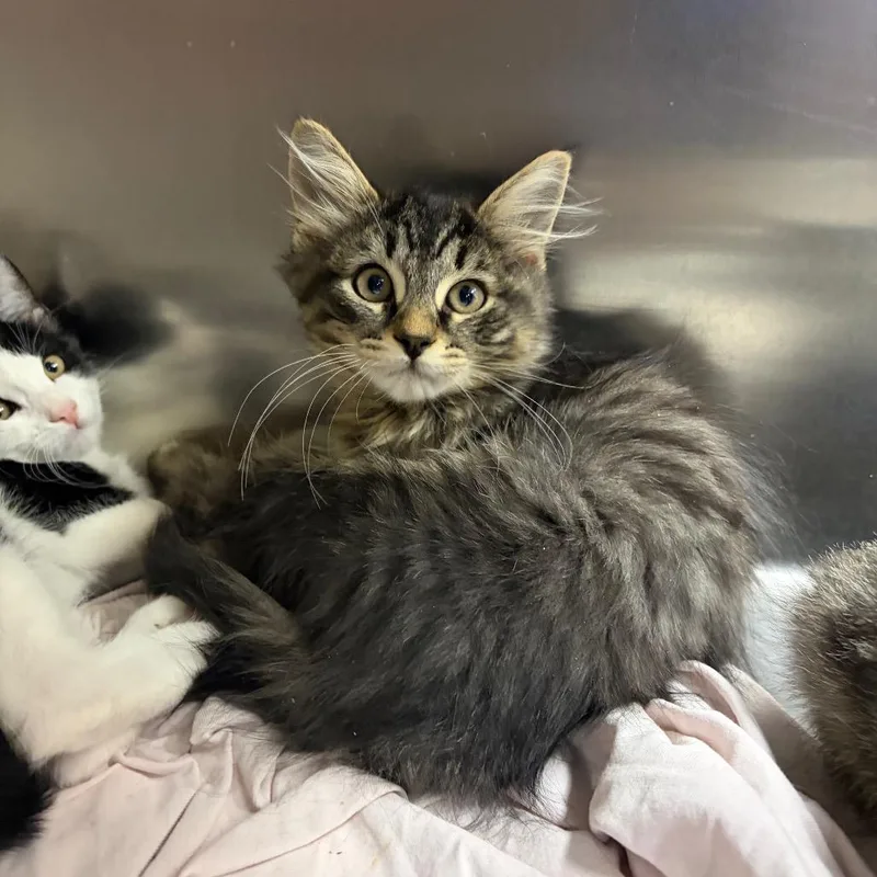 A baby small-sized male Brown / Chocolate Domestic Medium Hair cat named Talk to the hand for adoption in Westminster, CA