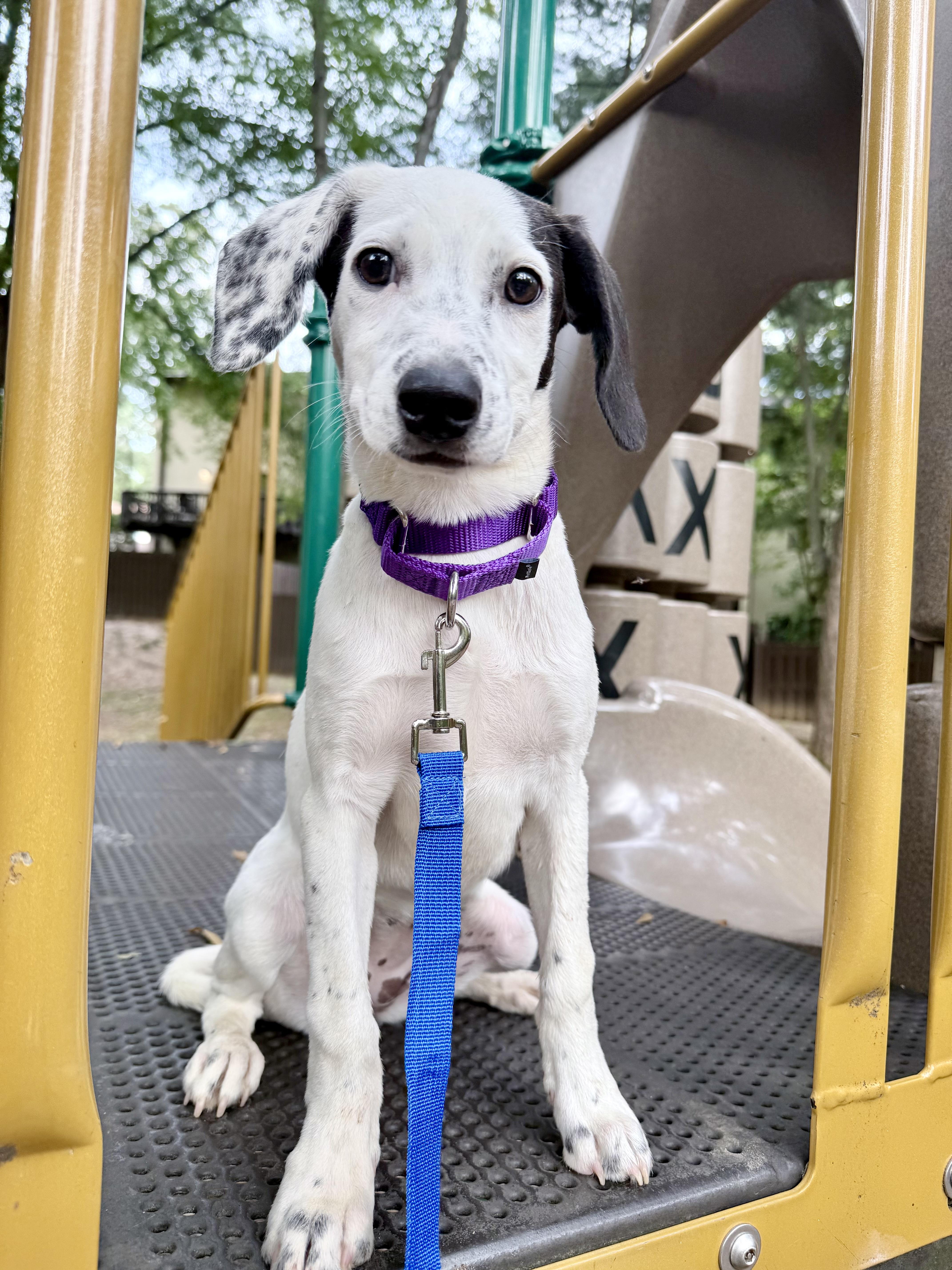 A young medium-sized female German Shorthaired Pointer dog named Reese for adoption in Fairfax, VA