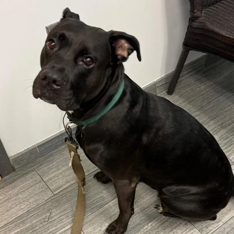 An adult medium-sized female Black Mixed Breed dog named Connie for adoption in Jacksonville, FL