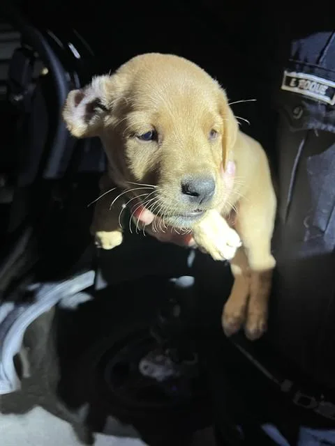 A baby small-sized male German Shepherd Dog dog named Brownie for adoption in Miami, FL