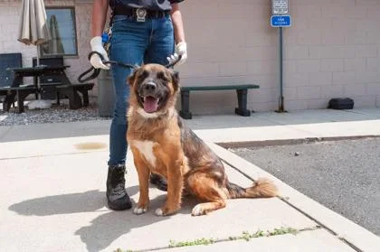 An adult medium-sized female Shepherd dog named Asia for adoption in Hamilton, NJ