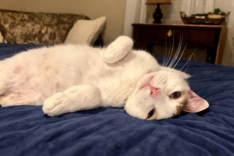 Meredith Grey thumbnail 2