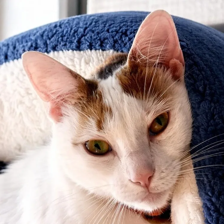 Meredith Grey thumbnail 6