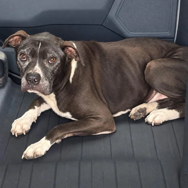 A senior small-sized male Mixed Breed dog named TNGCStray for adoption in Pulaski, TN