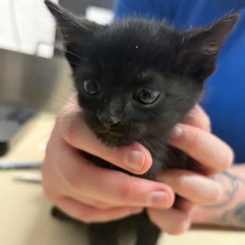 A baby small-sized male Black Domestic Short Hair cat named Ralph for adoption in Ardmore, OK
