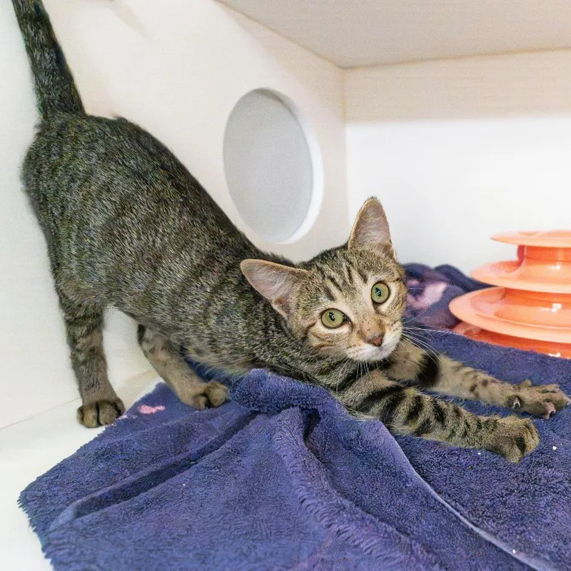 A baby small-sized female Gray / Blue / Silver Domestic Short Hair cat named Daphne for adoption in South Elgin, IL