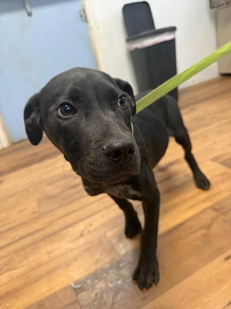 A baby small-sized male Staffordshire Bull Terrier dog named Charms for adoption in Fayetteville, TN