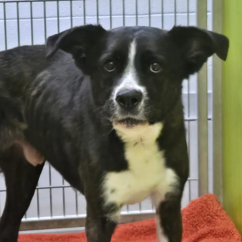 An adult medium-sized male Black Border Collie dog named Cooper for adoption in San Jacinto, CA