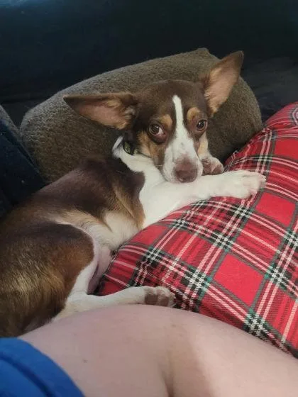 Gizmo