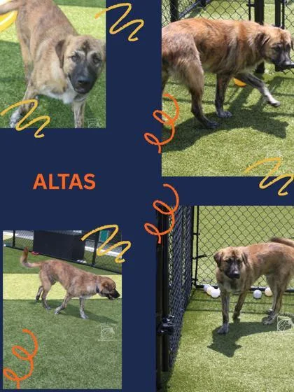 Atlas