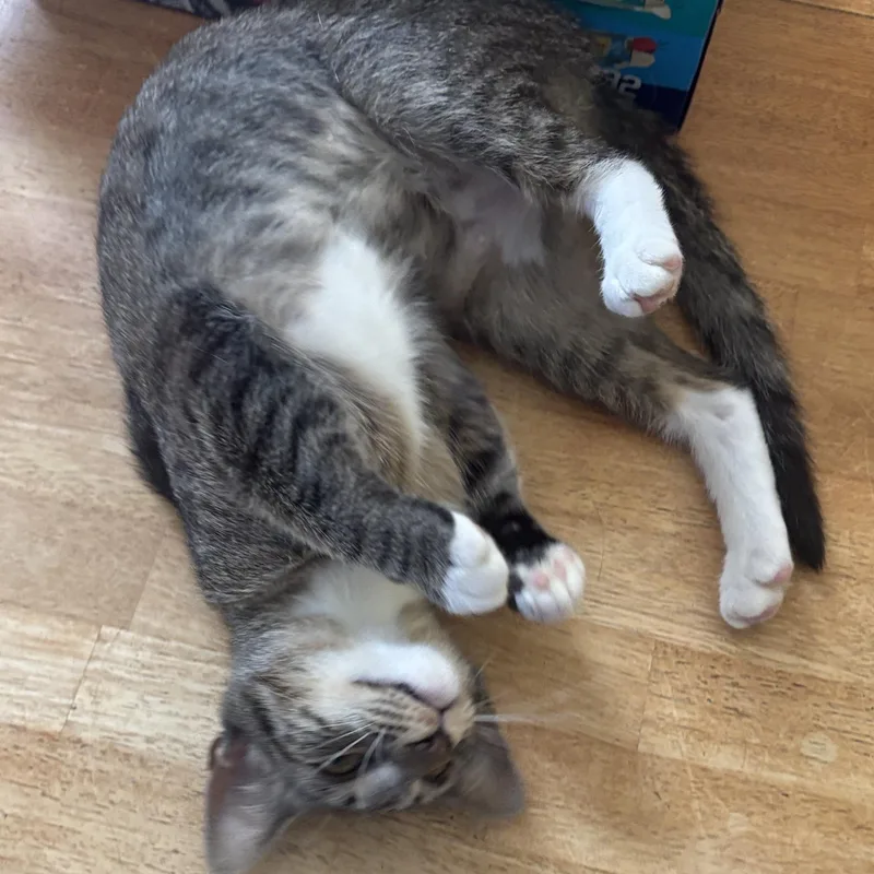 A young small-sized female Tabby cat named Arabella for adoption in Melrose, MA