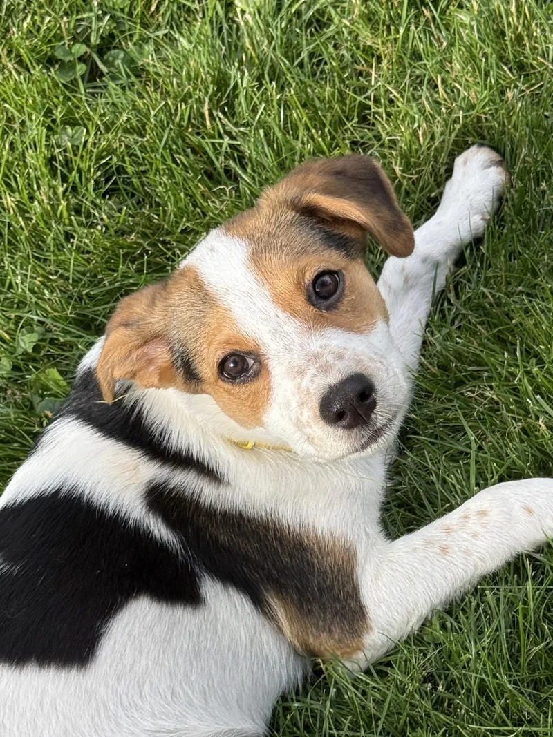 A baby medium-sized female White / Cream Beagle dog named Nutmeg for adoption in Lake Geneva, WI