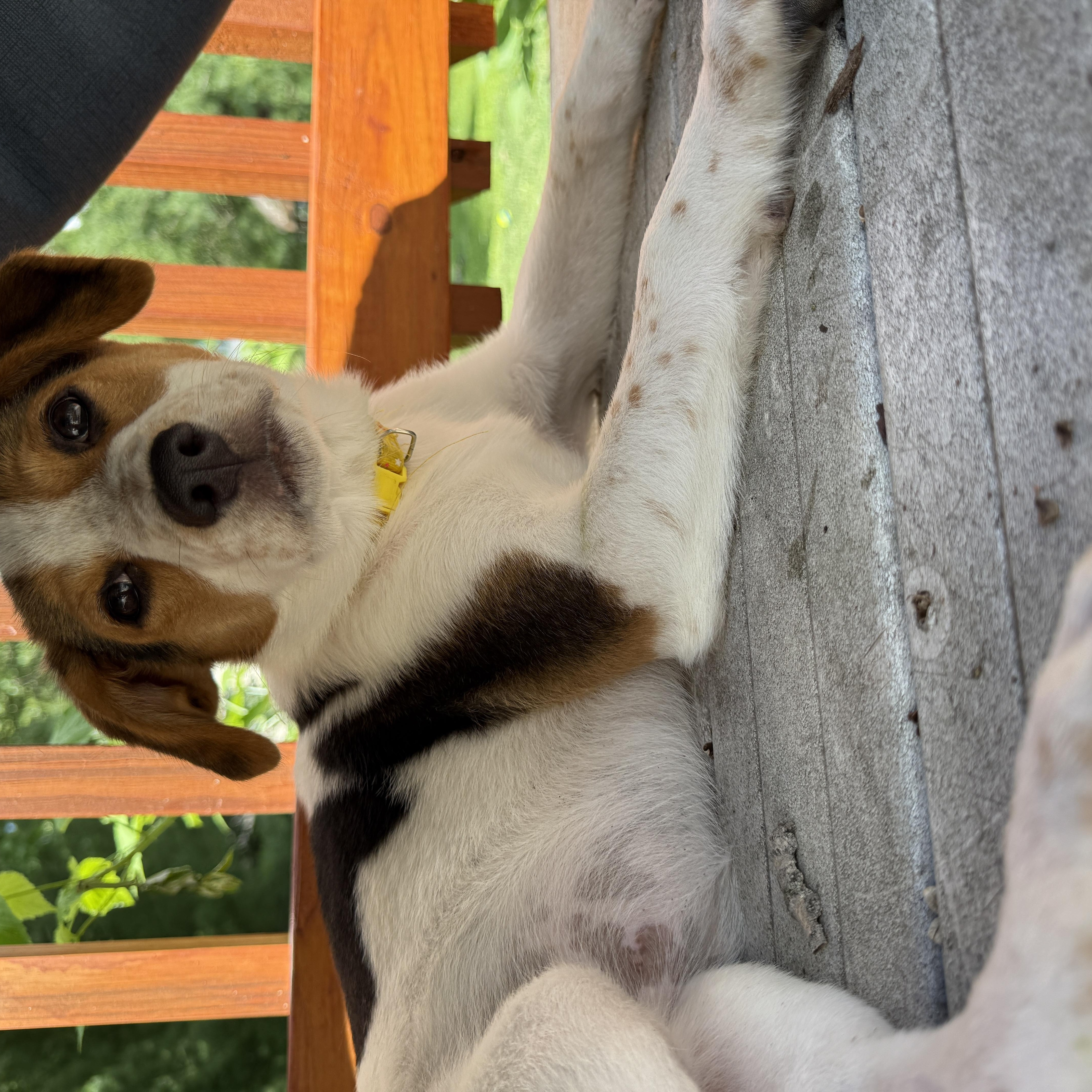 Nutmeg thumbnail 5