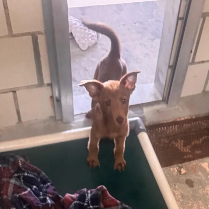 A young small-sized female Brown / Chocolate Labrador Retriever dog named Creamer for adoption in Starkville, MS