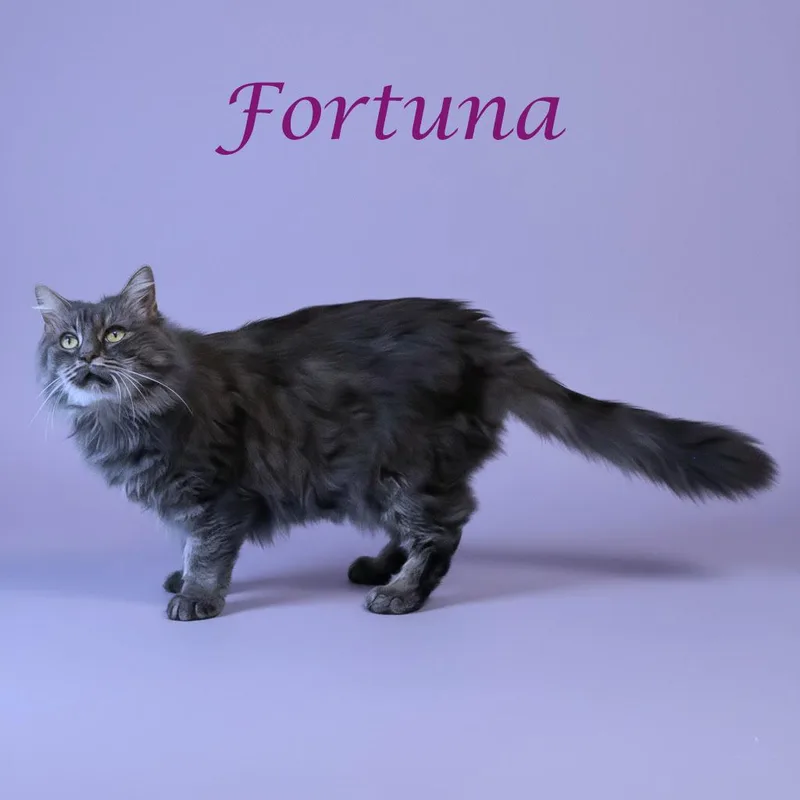 Fortuna C thumbnail 2