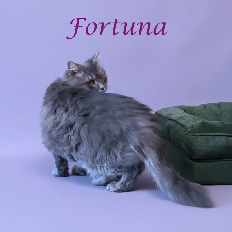 Fortuna C thumbnail 3