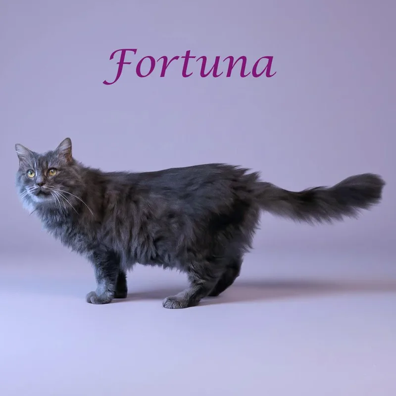 Fortuna C thumbnail 4