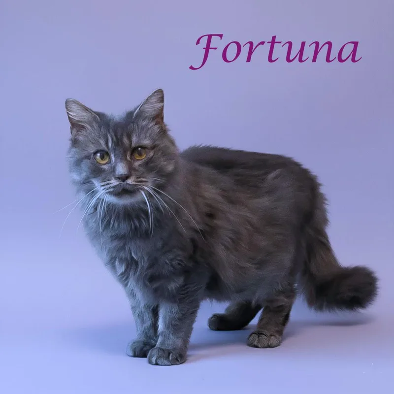 Fortuna C thumbnail 5