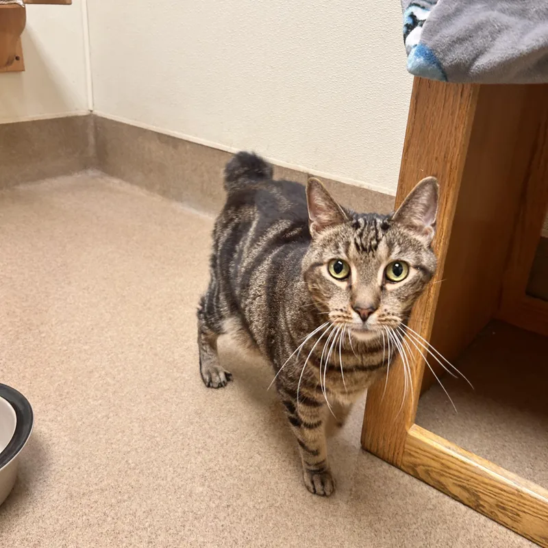 A senior medium-sized male Tabby (Brown / Chocolate) Domestic Short Hair cat named Traveler for adoption in Myerstown, PA