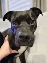 An adult large-sized female Black Mixed Breed dog named Adora for adoption in Cincinnati, OH