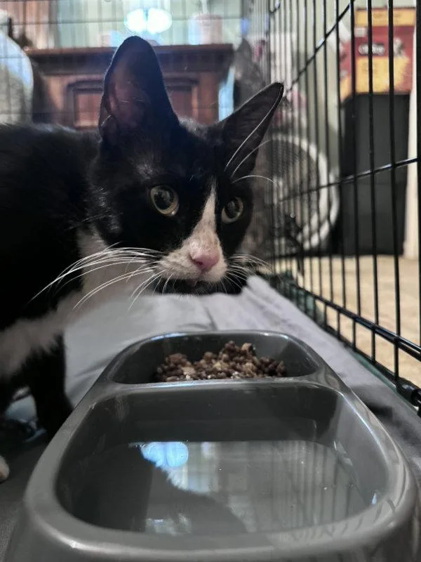 An adult medium-sized female Tuxedo cat named Velocity for adoption in Pineville, LA
