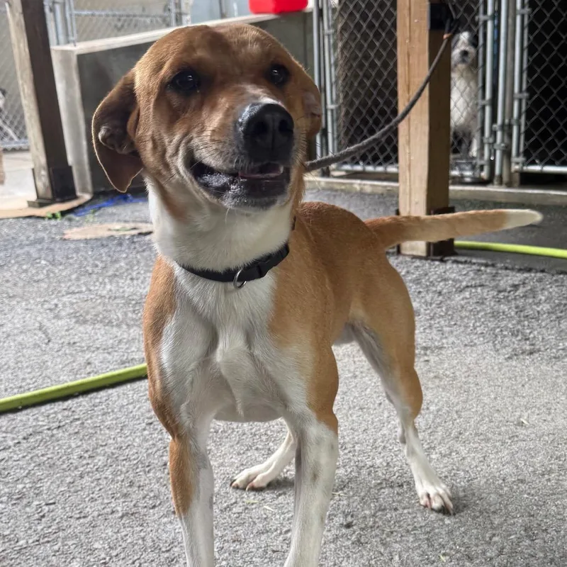 A young medium-sized male Red / Chestnut / Orange Shepherd dog named Oswald for adoption in Jacksonville, AR