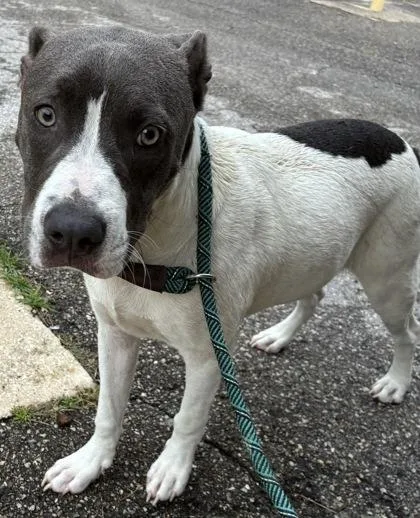 An adult large-sized male Mixed Breed dog named Timber for adoption in Gainesville, FL