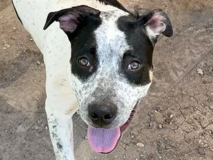 An adult large-sized female White / Cream Mixed Breed dog named Oreo for adoption in Georgetown, TX