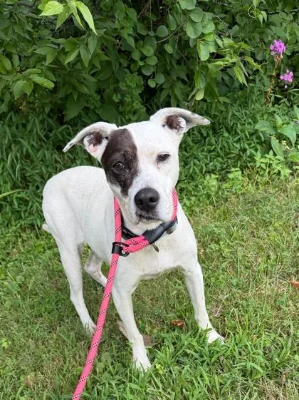 An adult medium-sized female Beagle dog named Gaby for adoption in Morton Grove, IL