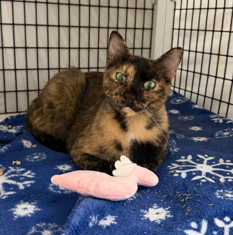 A young medium-sized female Domestic Short Hair cat named Moira for adoption in Ewing, NJ