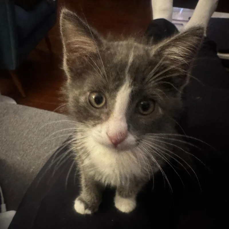 A baby small-sized female Gray / Blue / Silver Domestic Short Hair cat named Diesel for adoption in Los Angeles, CA