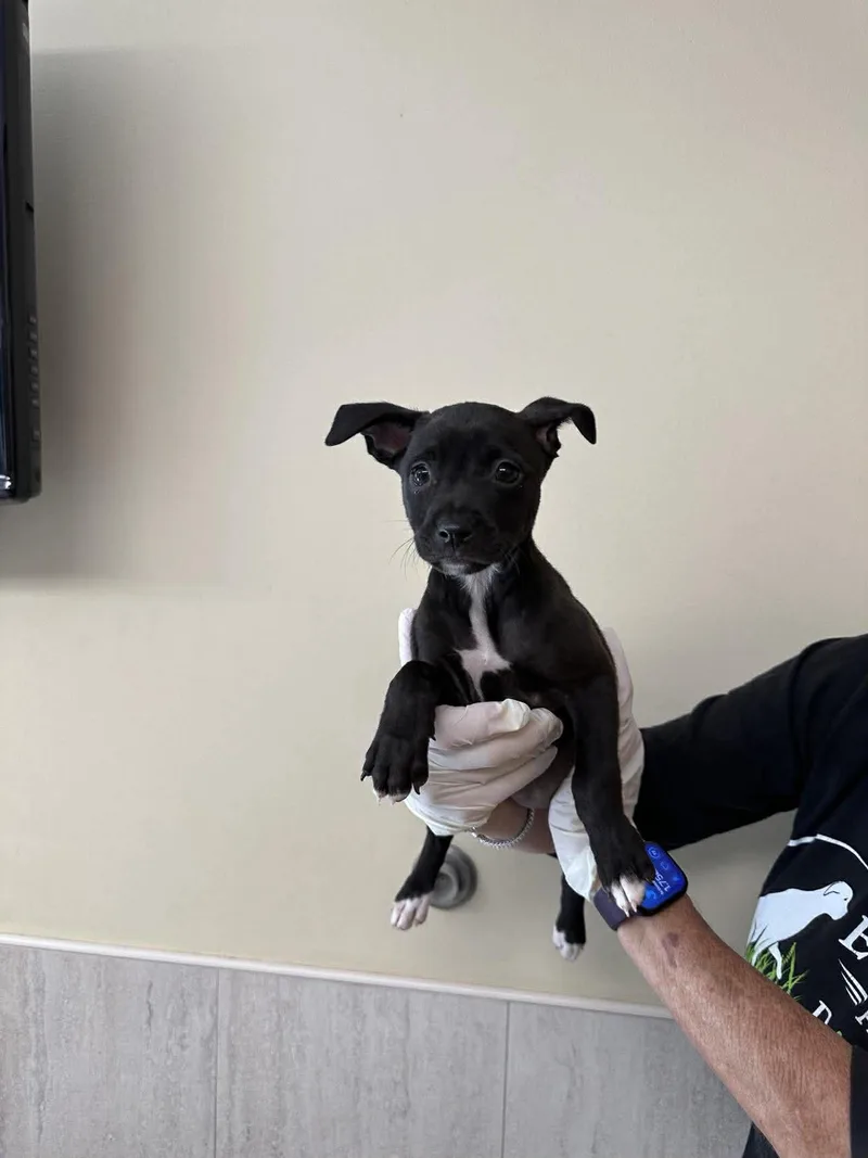 Capucine Pup Isadora