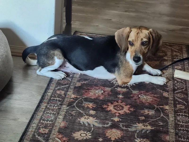 An adult medium-sized female Tricolor (Brown, Black, & White) Beagle dog named Ali K for adoption in Gillsville, GA