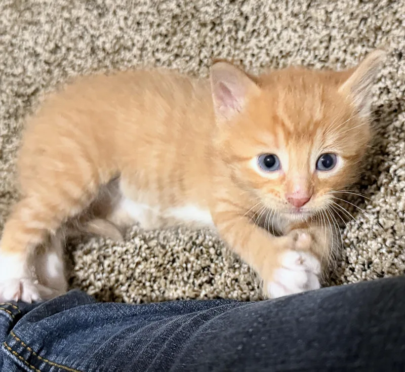 A baby small-sized male Orange & White American Shorthair cat named Roger for adoption in Waverly, IA