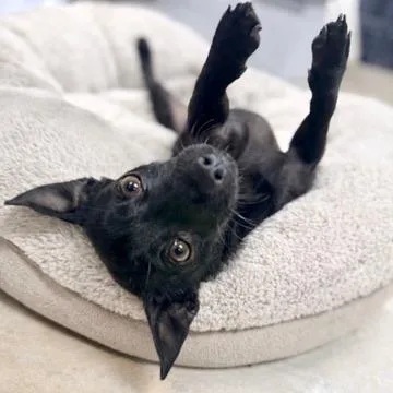 Benjamin thumbnail 2